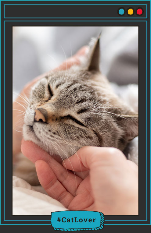 ¿donde le gusta a los perros que los acaricien ?